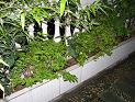 P7160002.JPG