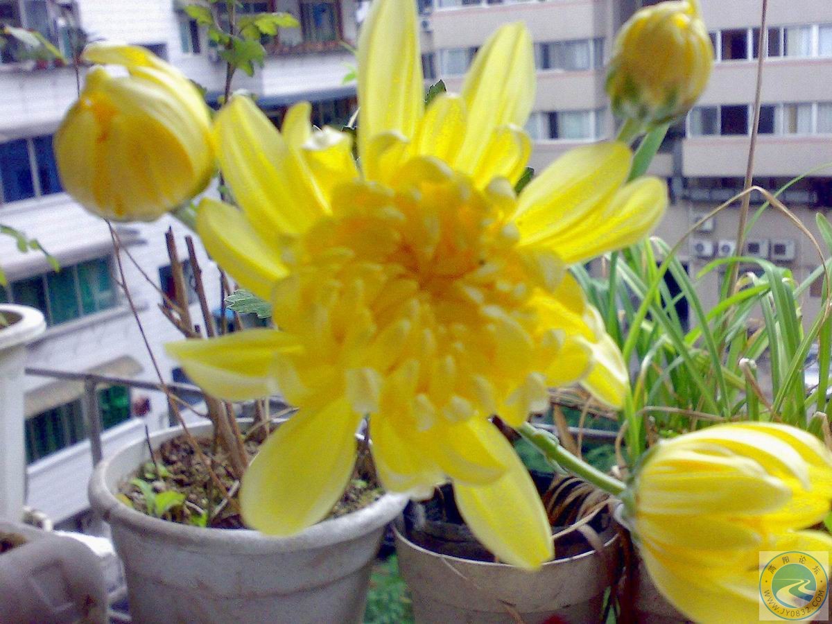 20070719444.jpg