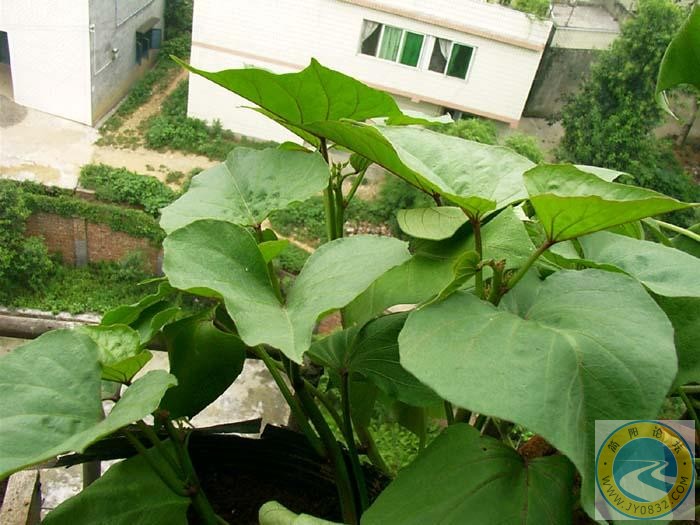 阳台绿色 (3).jpg