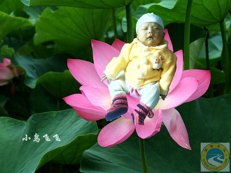 杨阳秦渝透明图与荷花2.jpg