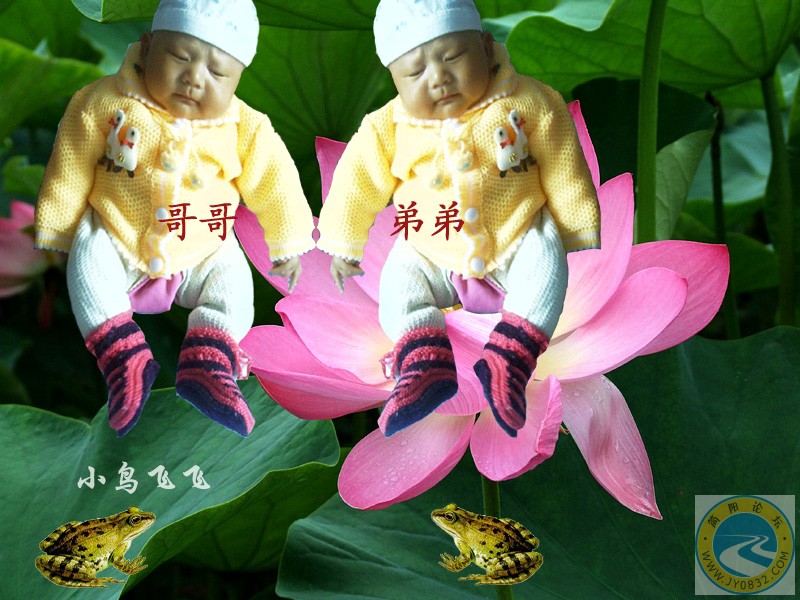 杨阳秦渝透明图与荷花3.jpg
