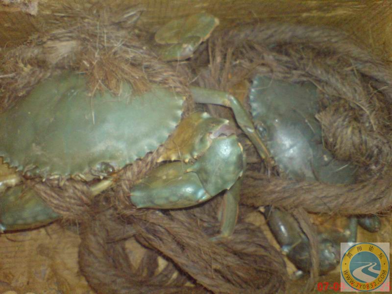 一窝数不清.JPG