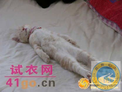 xinsimple_12050131105982693_8W5PaROKl2wz.jpg