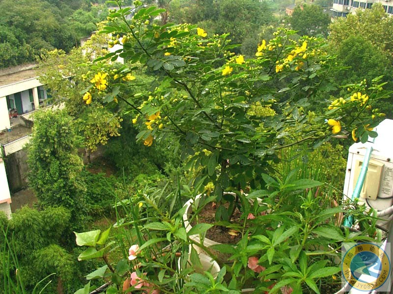 4小雨过后，我家阳台一片生机盎然的景象。.jpg