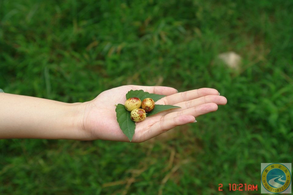 野枣