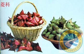 菱角.jpg