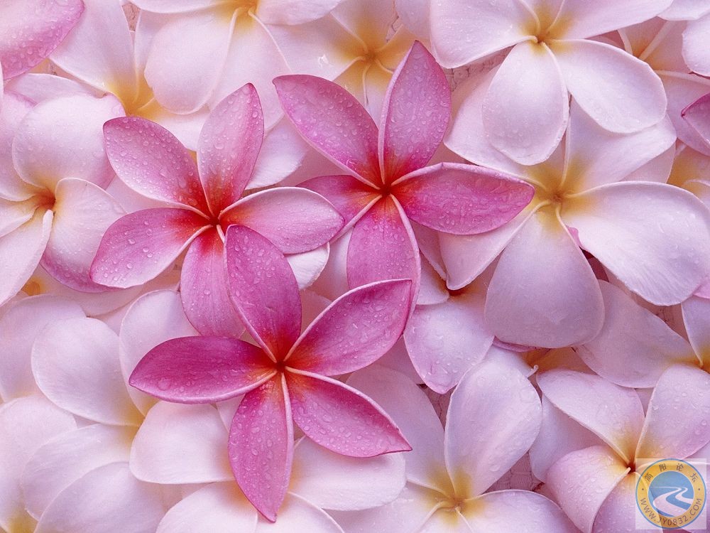 花花