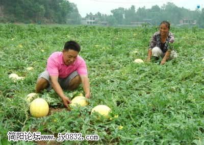 三清庙西瓜1_副本1.jpg