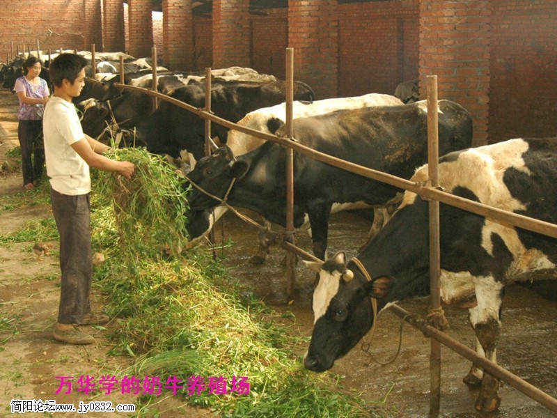 万华学的奶牛养殖场_副本.jpg