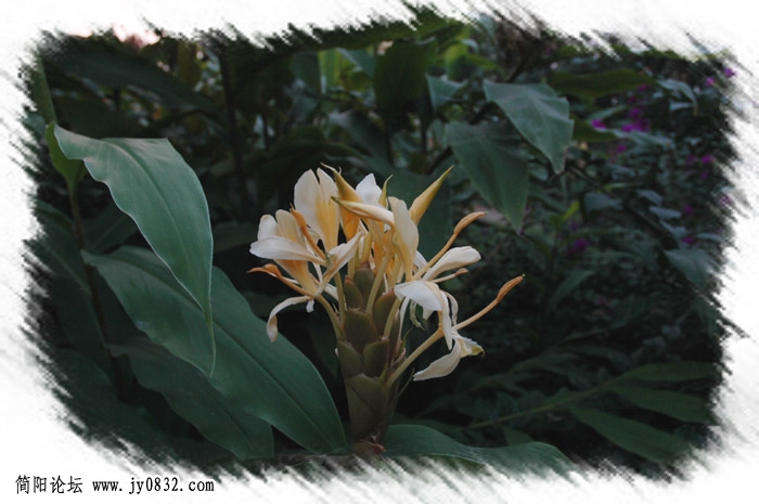 玉树花仙