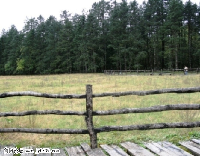 林子远处的风景