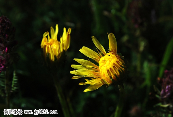 野花与小草06.jpg