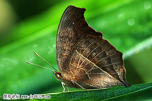 野花与小草08.jpg
