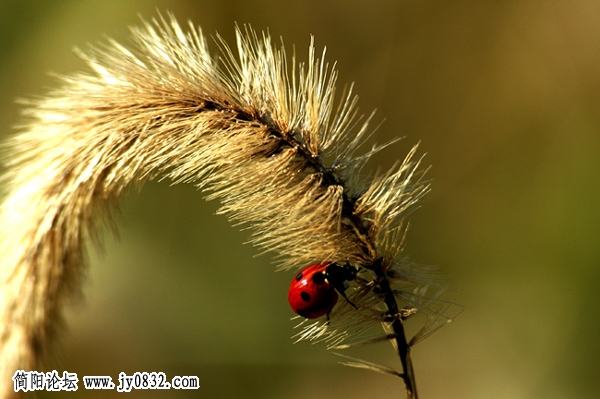 野花与小草01.jpg
