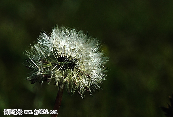 野花与小草03.jpg