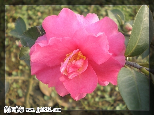花花.jpg