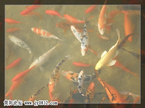 鱼鱼.jpg