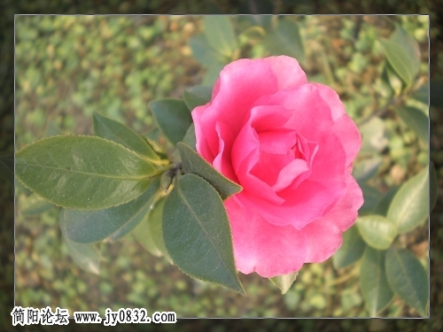 花花 (1).jpg