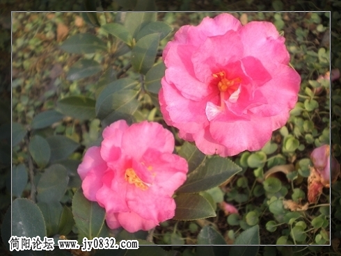 花花 (2).jpg
