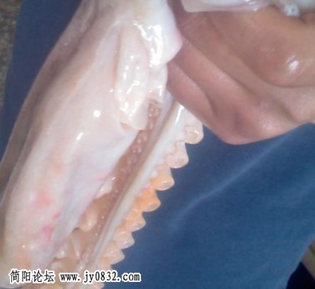 {9BD4B9CC-96B3-4802-A03F-290B4B1F0647}.JPG
