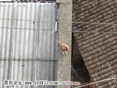 IMG-0025.jpg