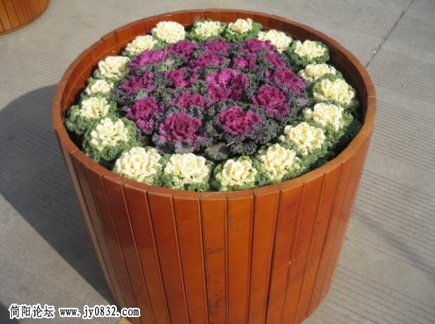有这样的花盆么.jpg