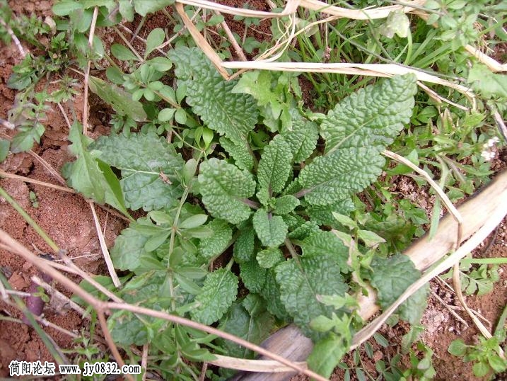 这种植物有何功用？叫啥子名字？.JPG