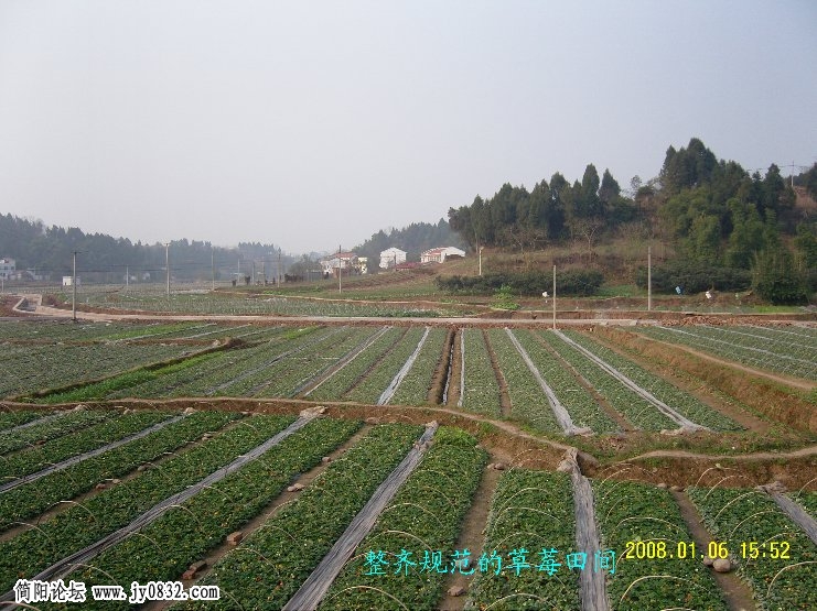 草莓基地