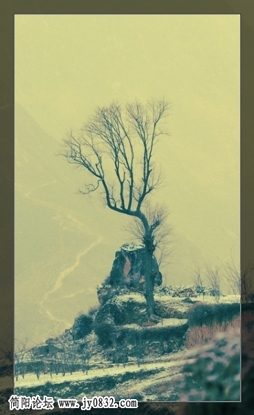 风雪中骄傲的孔雀.jpg