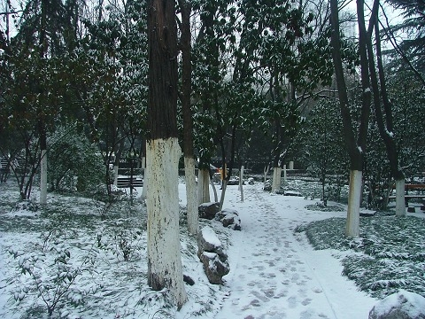 雪4.JPG