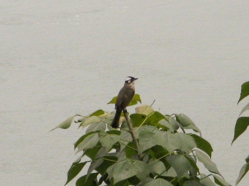 IMG_1117.jpg