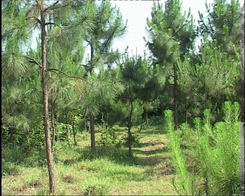 20070614_22e8e335ae9810e8af54FNDSa0VqVzVw.gif