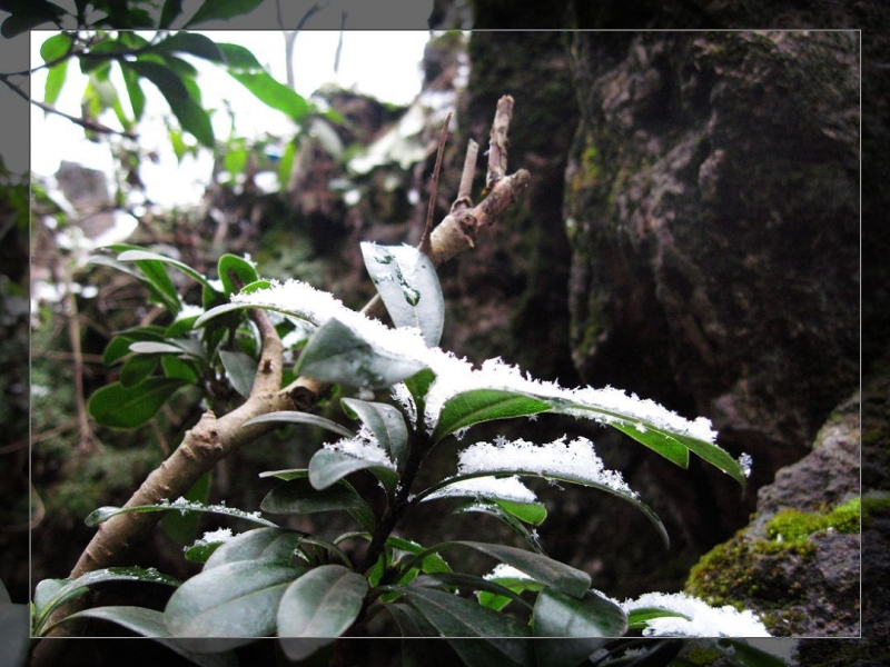飞雪 (13).jpg