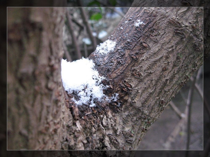 飞雪 (10).jpg