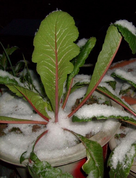 S7301550.jpg