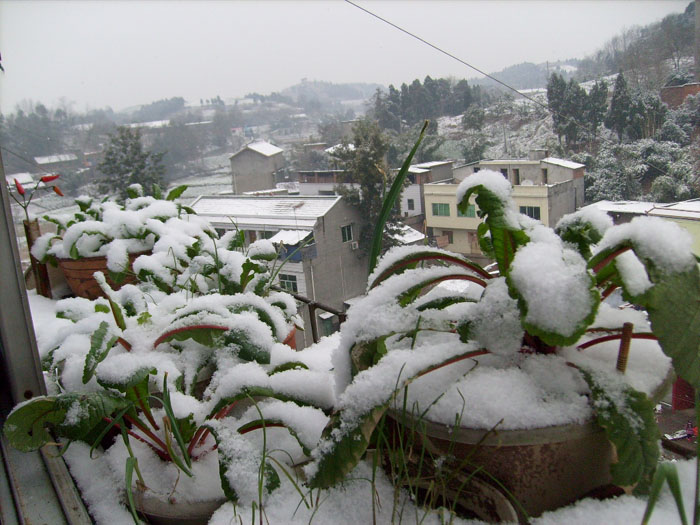 雪2.jpg