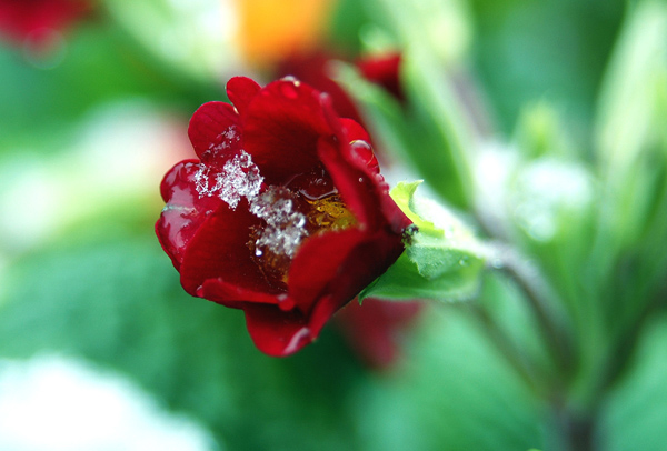 DSC_7095.jpg