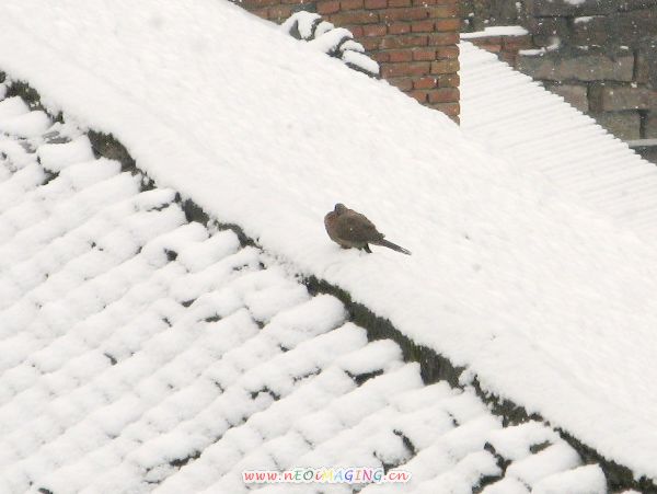 IMG_1203.jpg