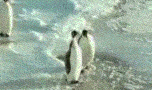 20080201_9339179470195b853d98vITWd8z4YadI.gif