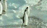 20080201_1bfbb9f349a86c12cd1djP4Isp6VZnic.gif