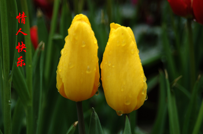 2008春节 (9) 拷贝.jpg