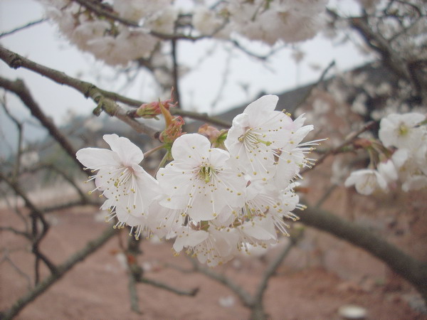 照片 006.jpg