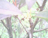 IMG0013A.jpg