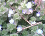 IMG0008A.jpg