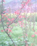 IMG0012A.jpg