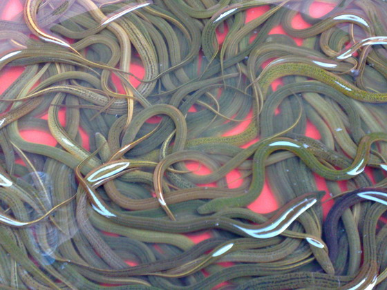 盘龙黄鳝的原料.jpg