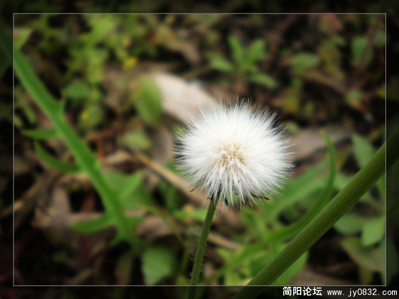 春日 (18).jpg