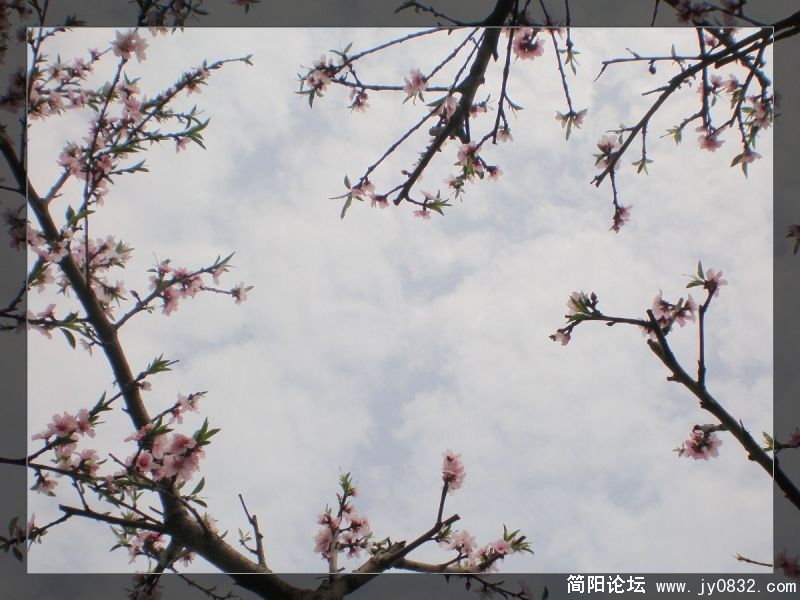 春日 (10).jpg