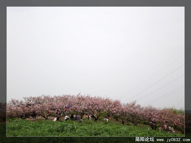 春日 (14).jpg