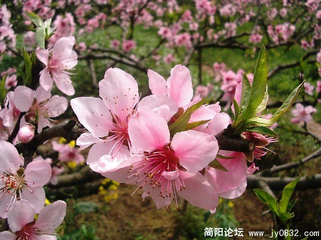 PIC_0035a.jpg